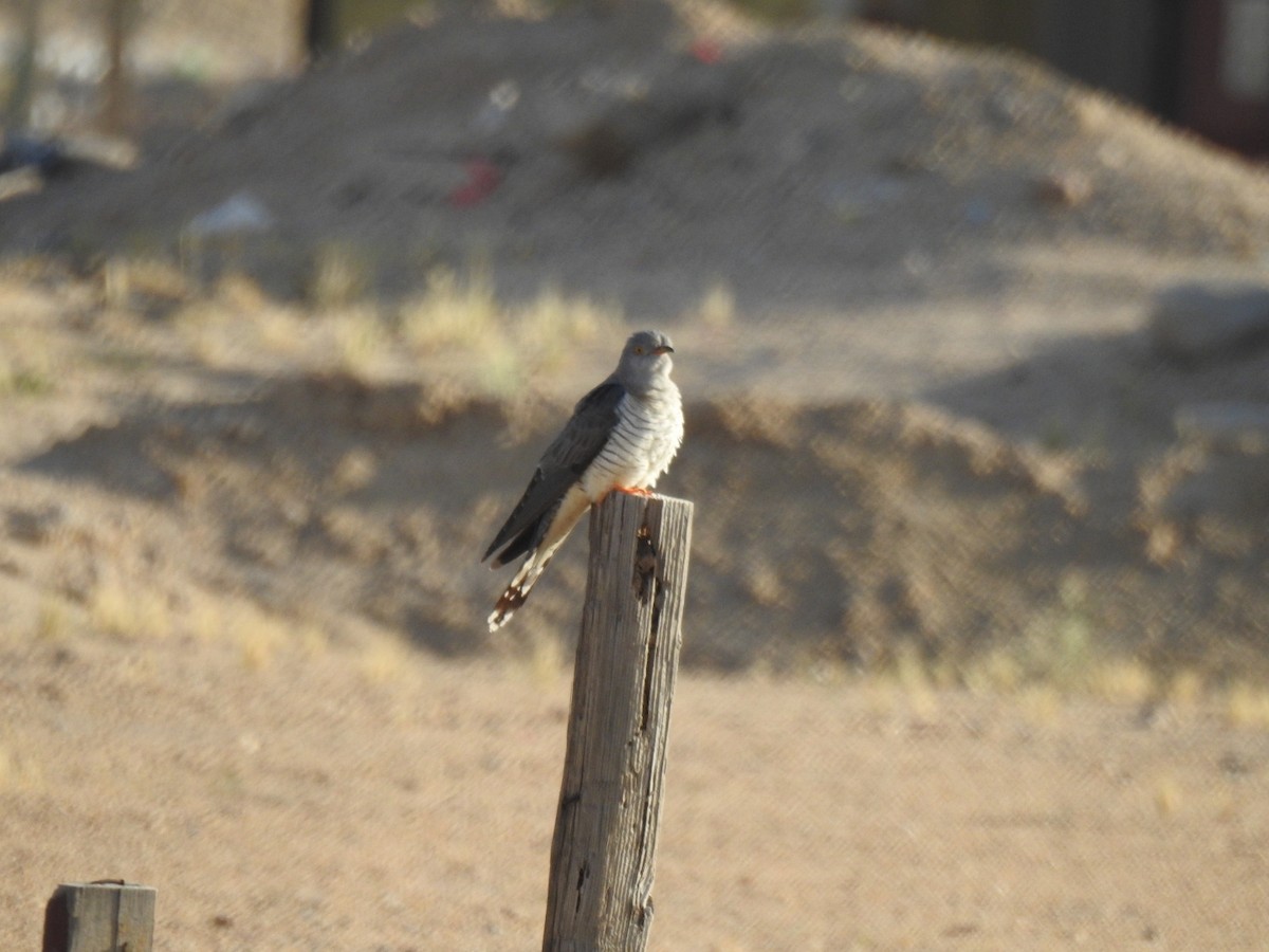 Common Cuckoo - ML618491623