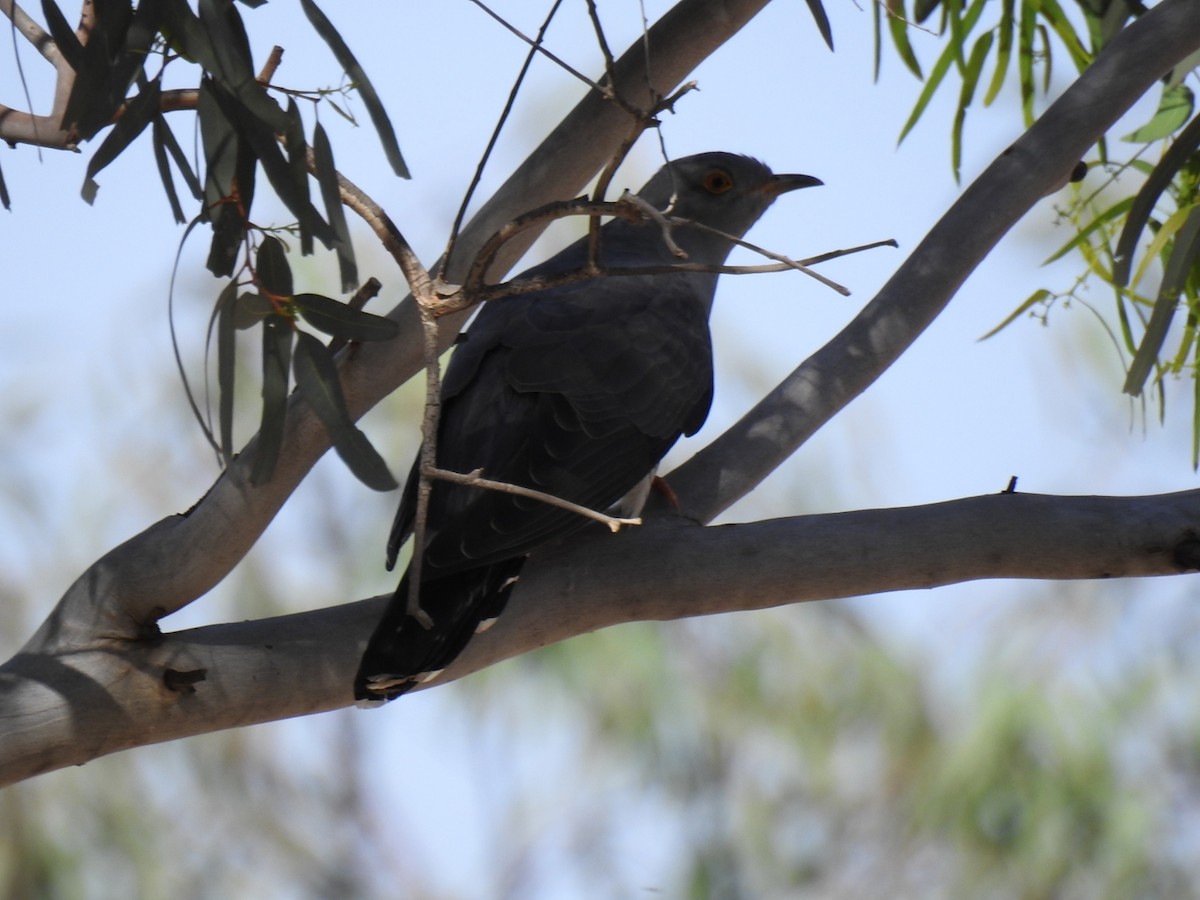 Common Cuckoo - ML618491625