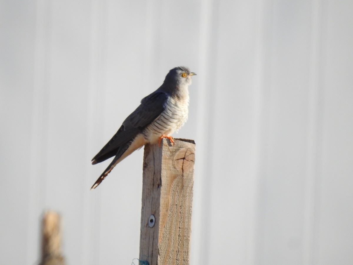 Common Cuckoo - ML618491626