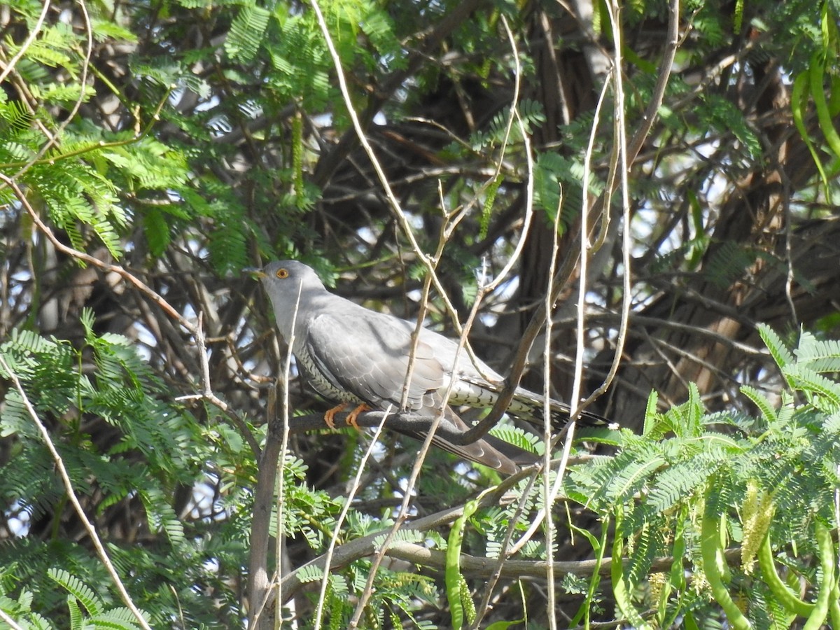 Common Cuckoo - ML618491627