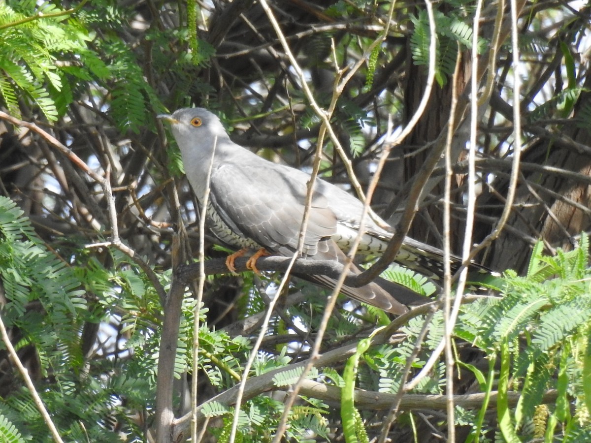 Common Cuckoo - ML618491628