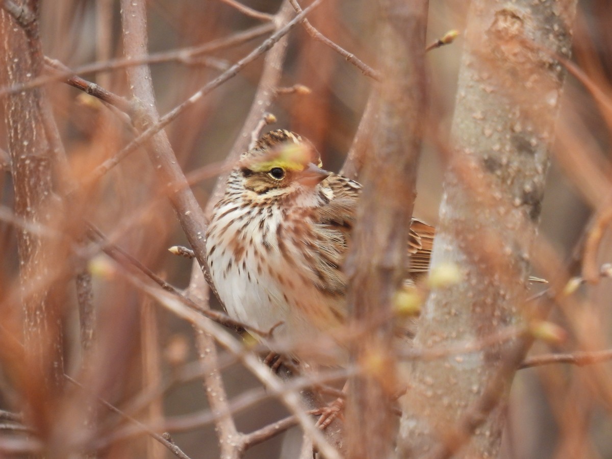 Savannah Sparrow - ML618491635