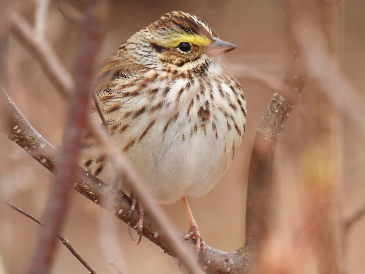 Savannah Sparrow - ML618491636