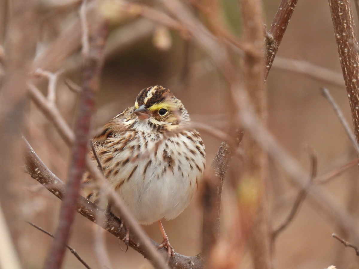 Savannah Sparrow - ML618491637