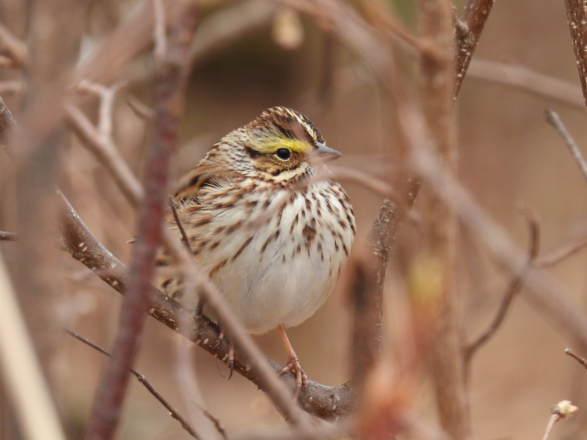 Savannah Sparrow - ML618491638