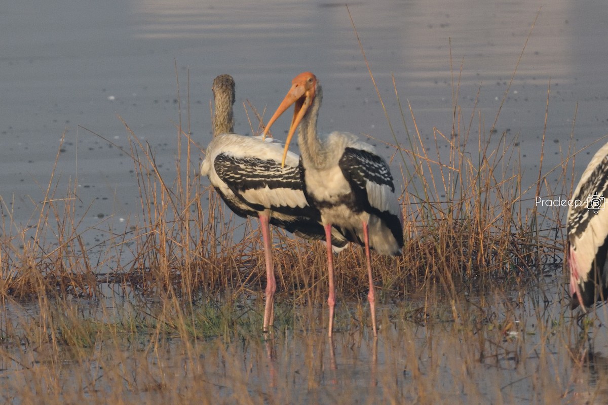 Painted Stork - Pradeep Choudhary