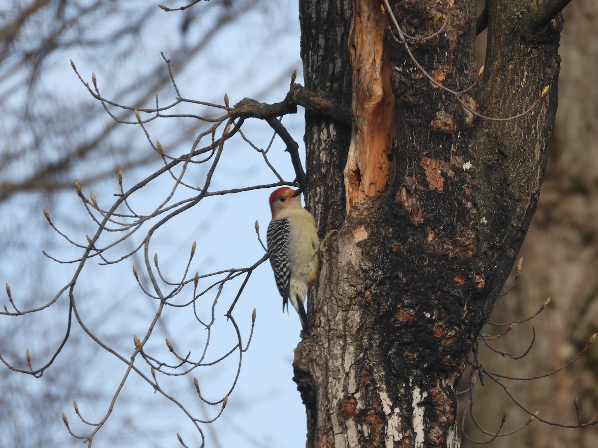 Red-bellied Woodpecker - ML618491683