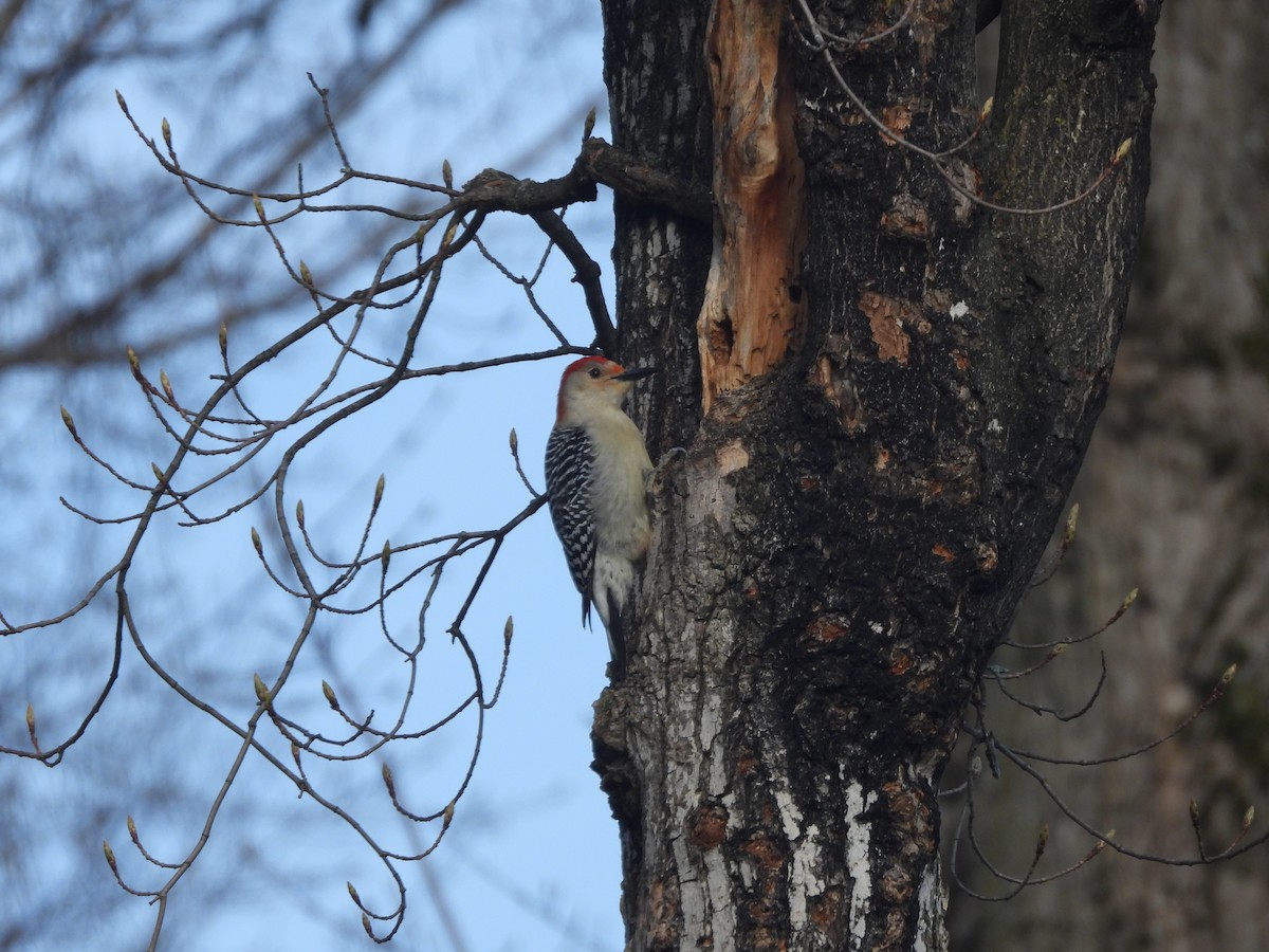 Red-bellied Woodpecker - Donna Millar