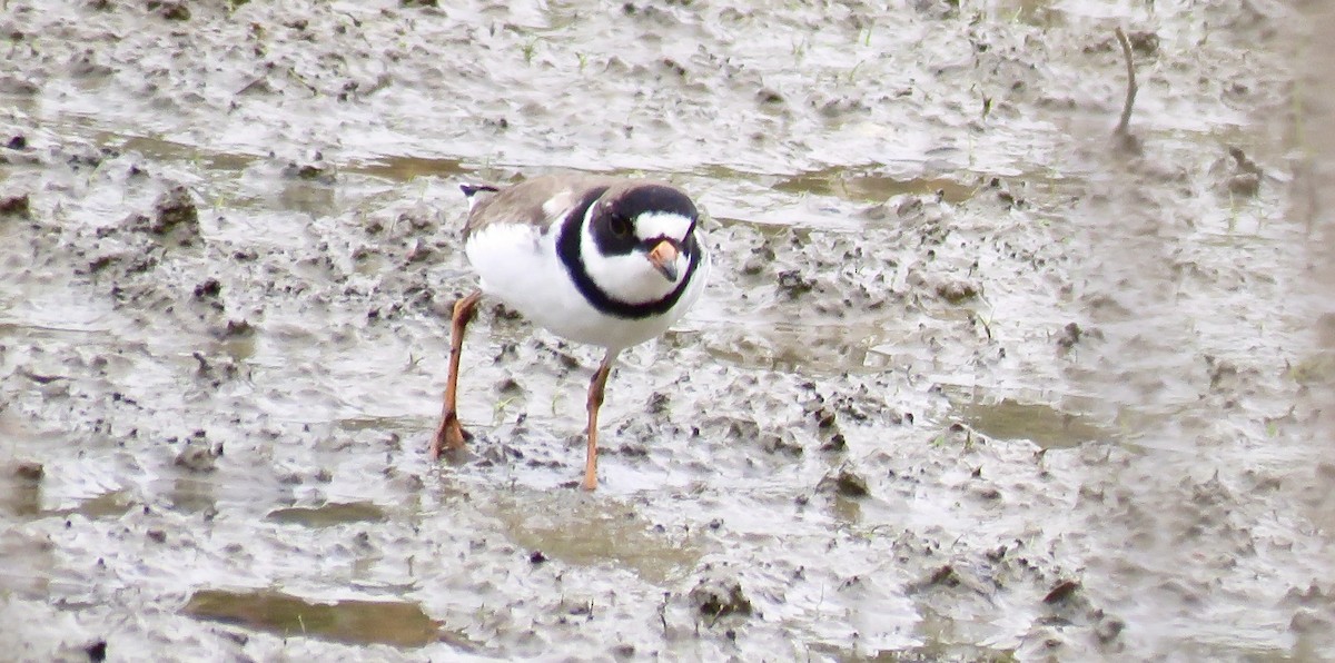 Semipalmated Plover - ML618491725