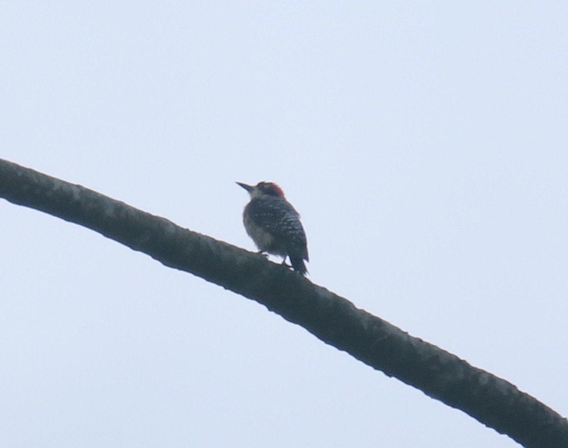 Black-cheeked Woodpecker - ML618491730