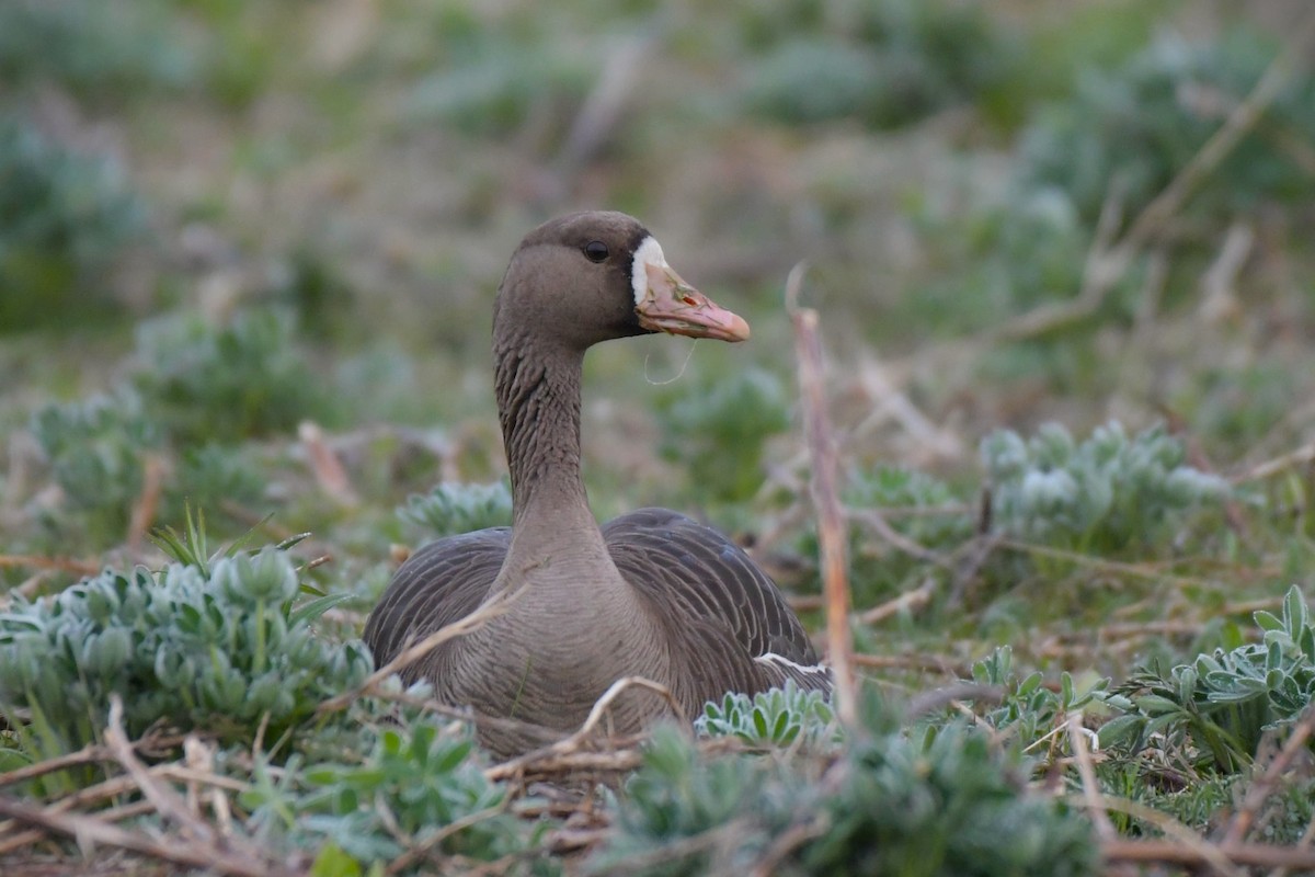 Greater White-fronted Goose - ML618491736