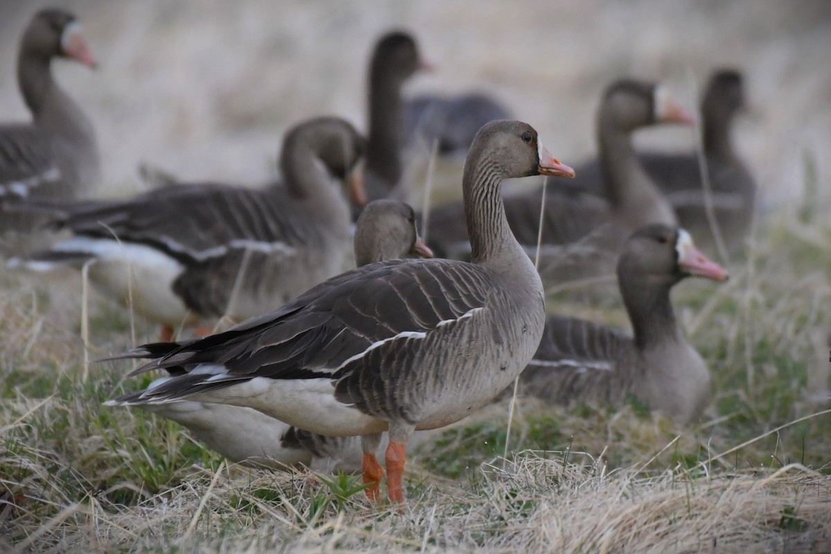 Greater White-fronted Goose - ML618491739