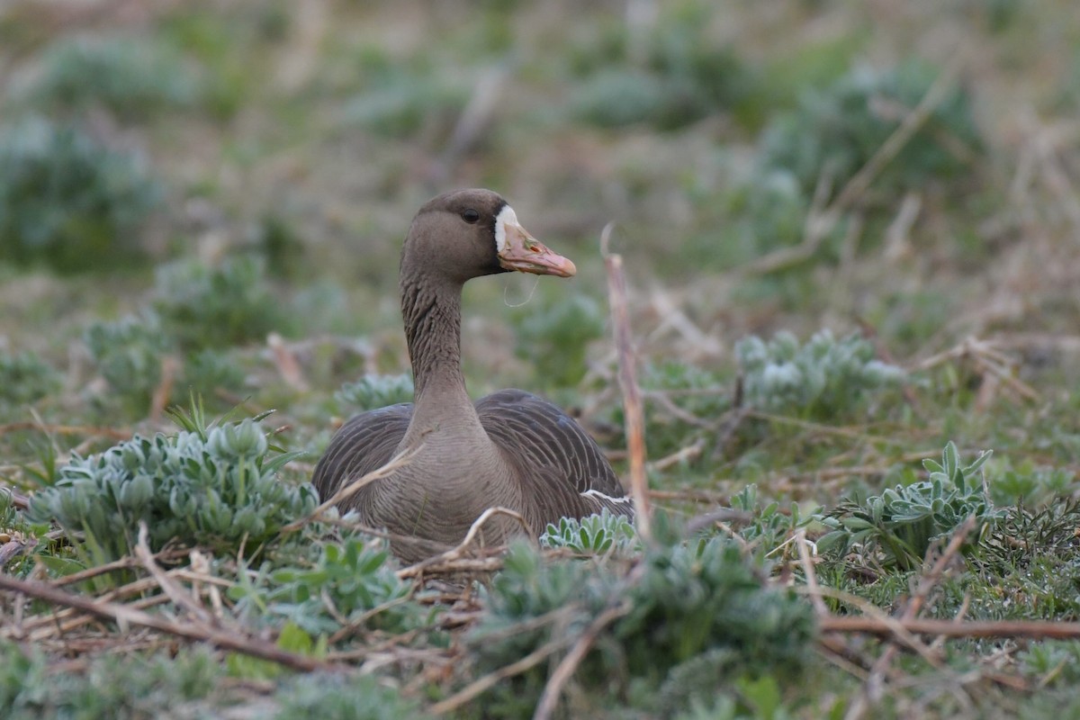 Greater White-fronted Goose - ML618491740