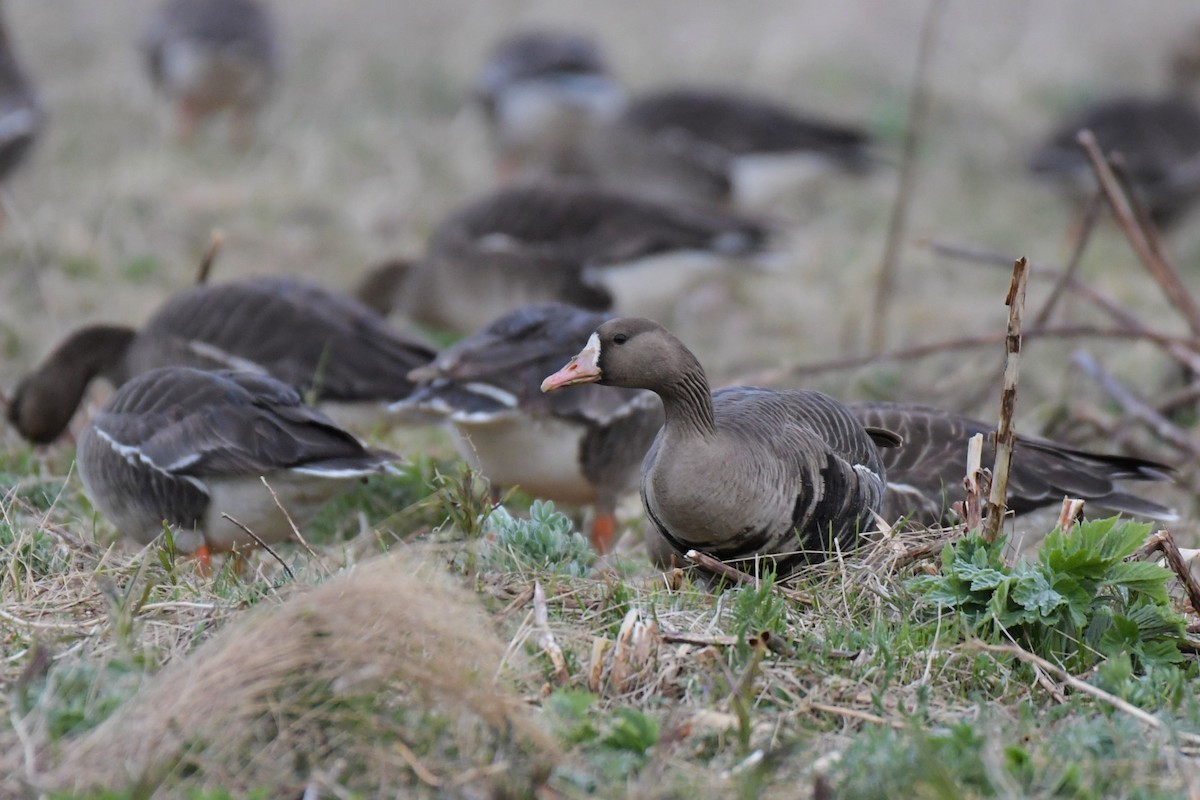 Greater White-fronted Goose - ML618491741