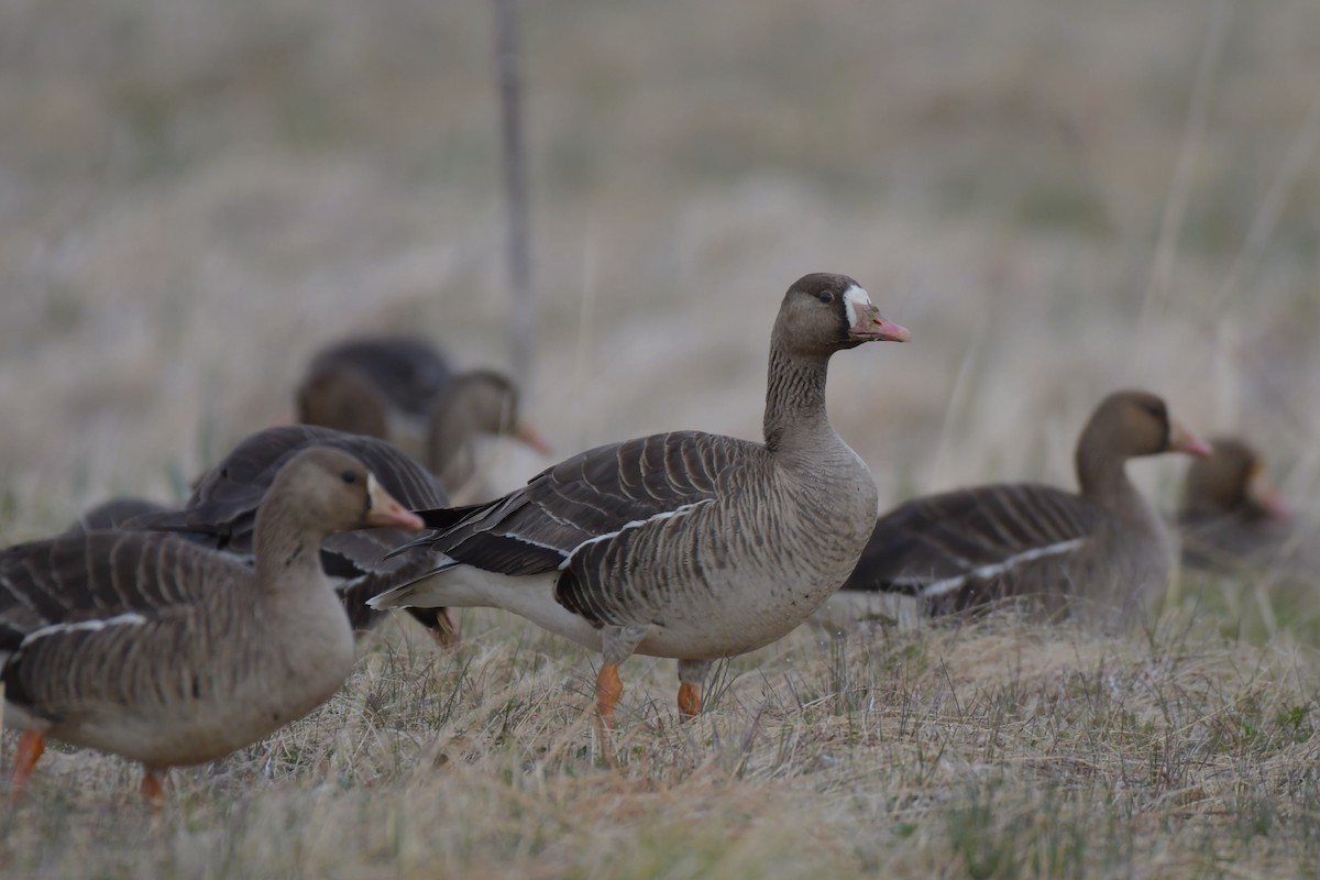 Greater White-fronted Goose - ML618491742