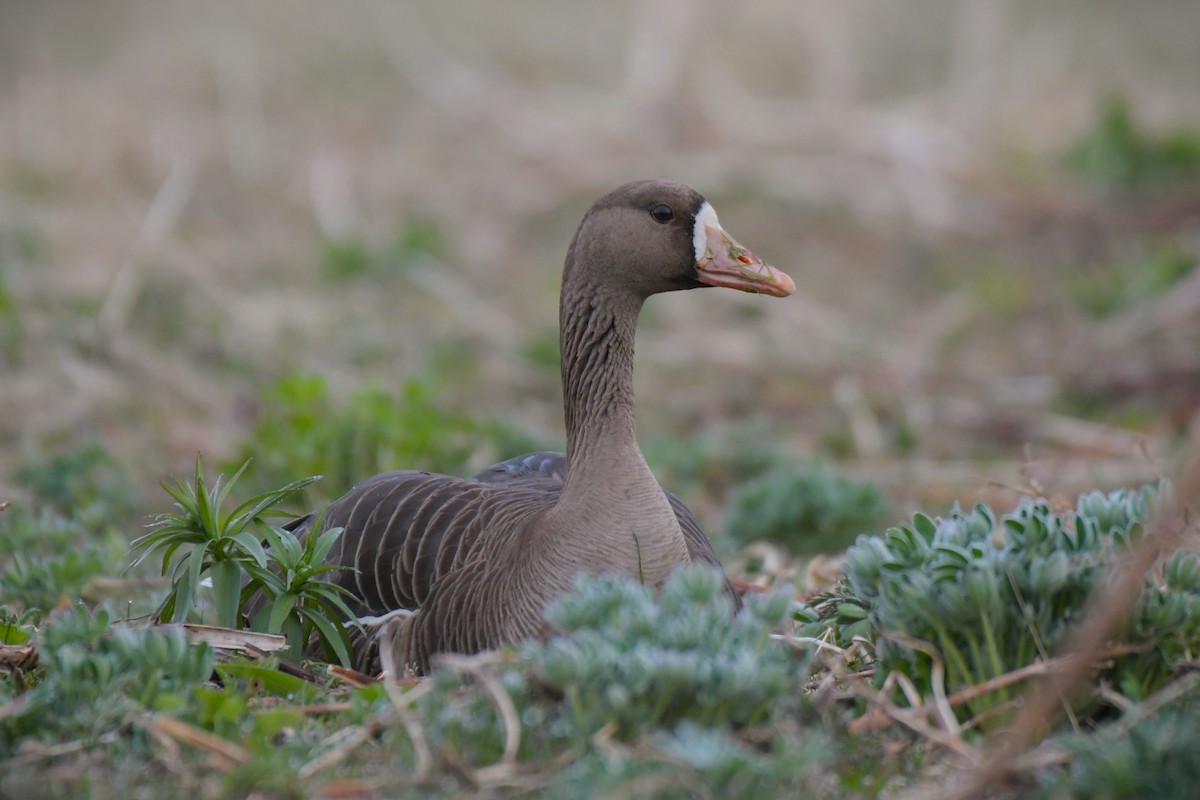 Greater White-fronted Goose - ML618491744