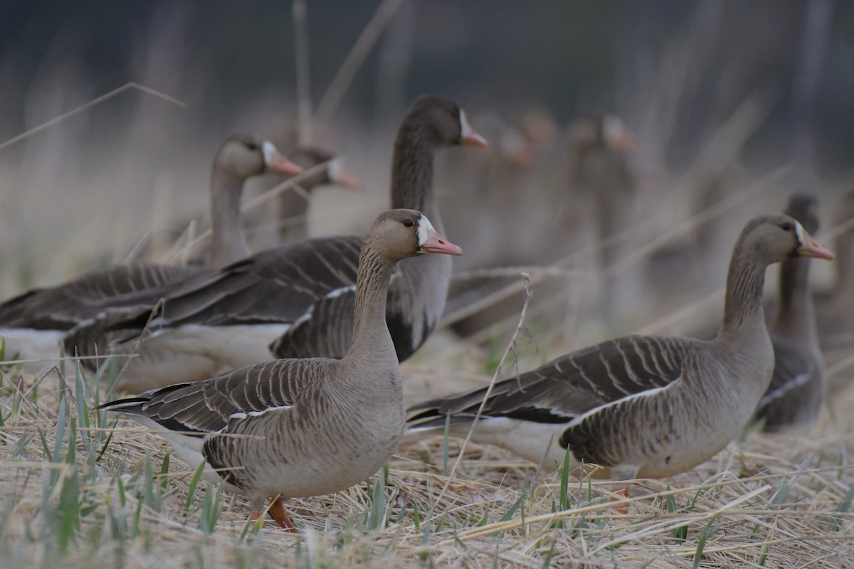 Greater White-fronted Goose - ML618491745