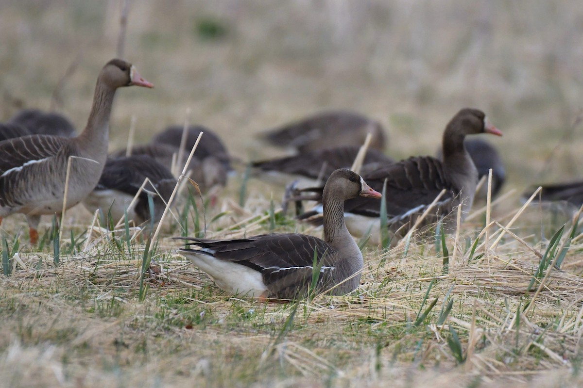 Greater White-fronted Goose - ML618491746