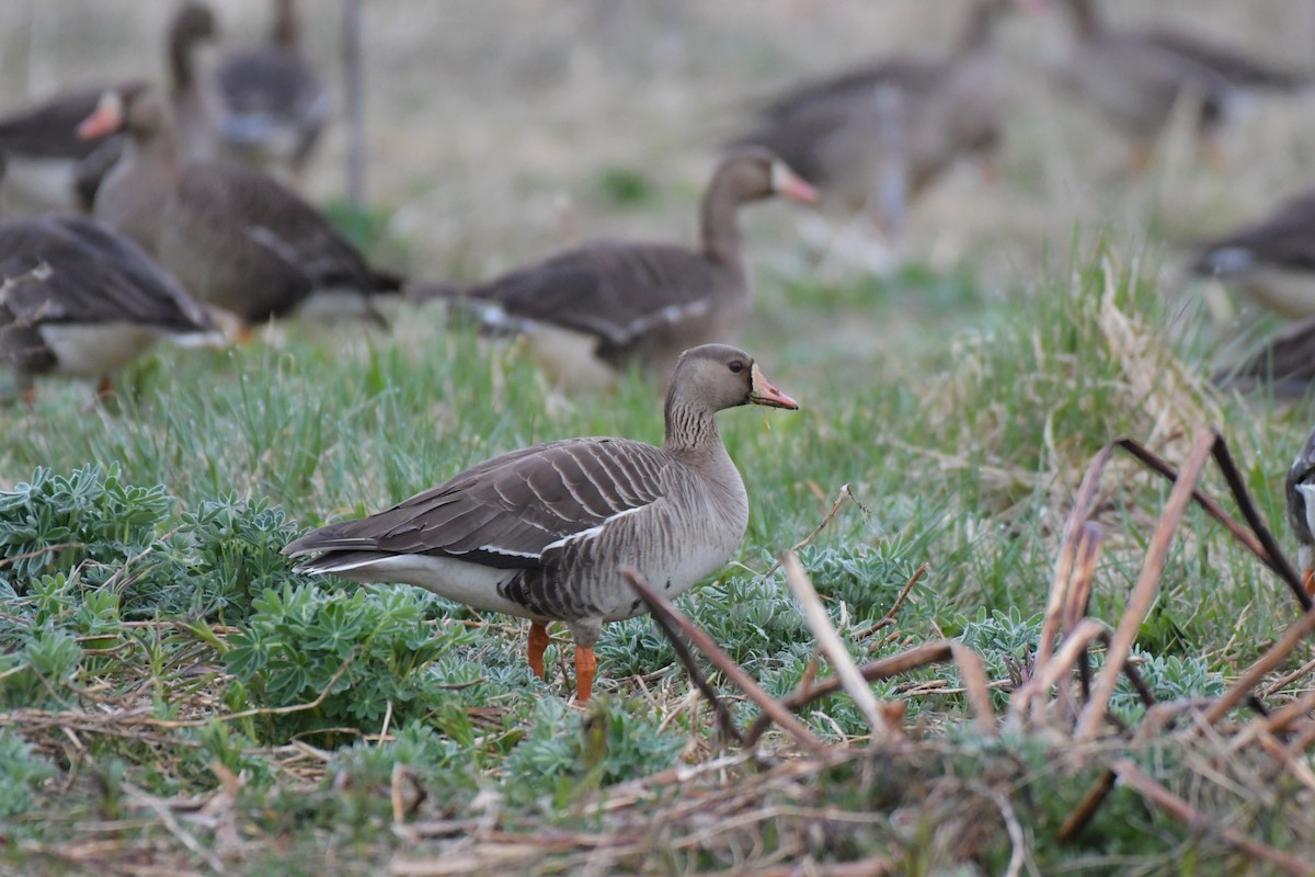Greater White-fronted Goose - ML618491747
