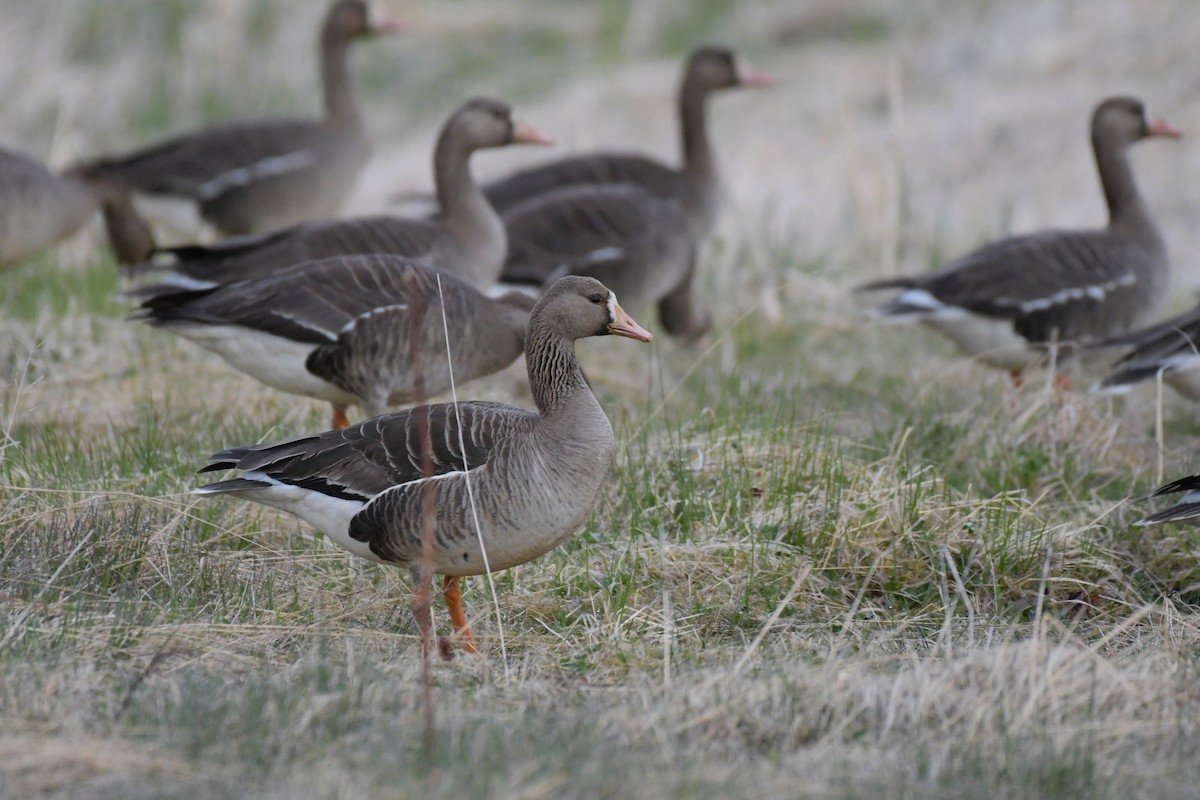 Greater White-fronted Goose - ML618491748