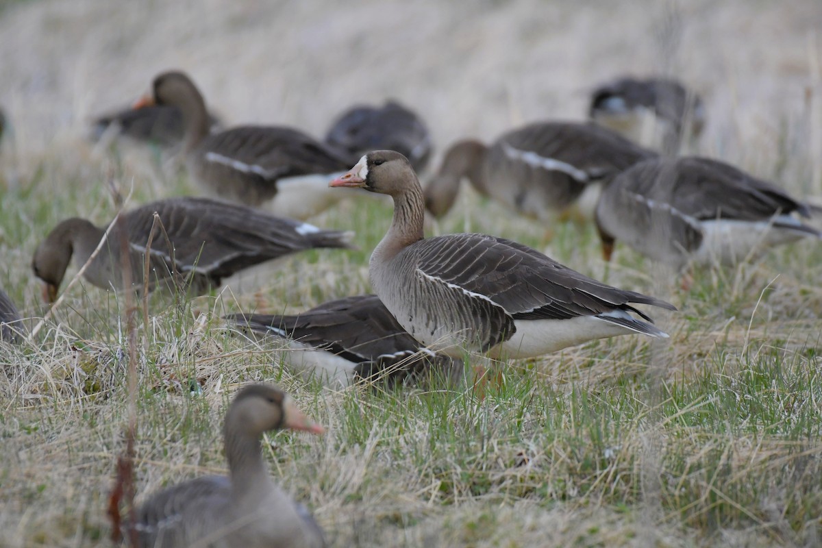 Greater White-fronted Goose - ML618491749