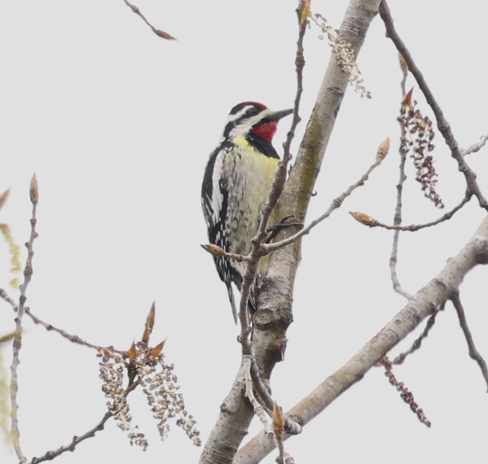 Yellow-bellied Sapsucker - Marie Provost