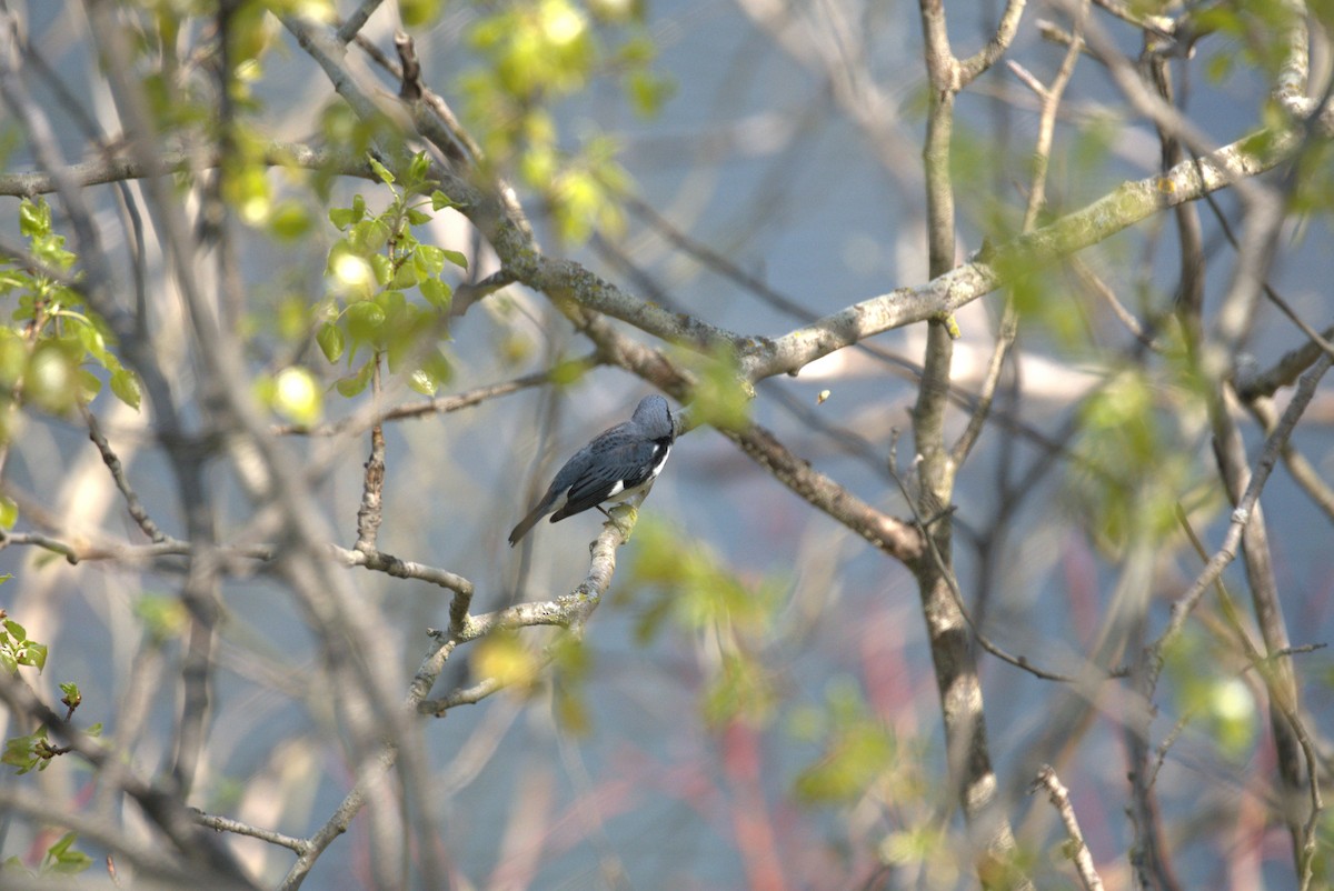 Black-throated Blue Warbler - ML618491776