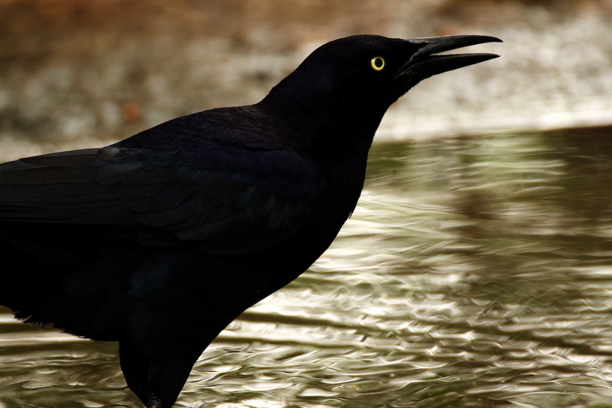 Great-tailed Grackle - ML618491790