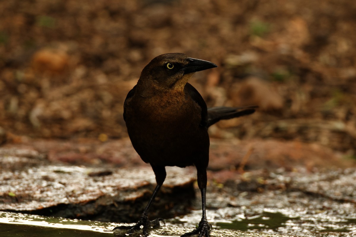 Great-tailed Grackle - ML618491791