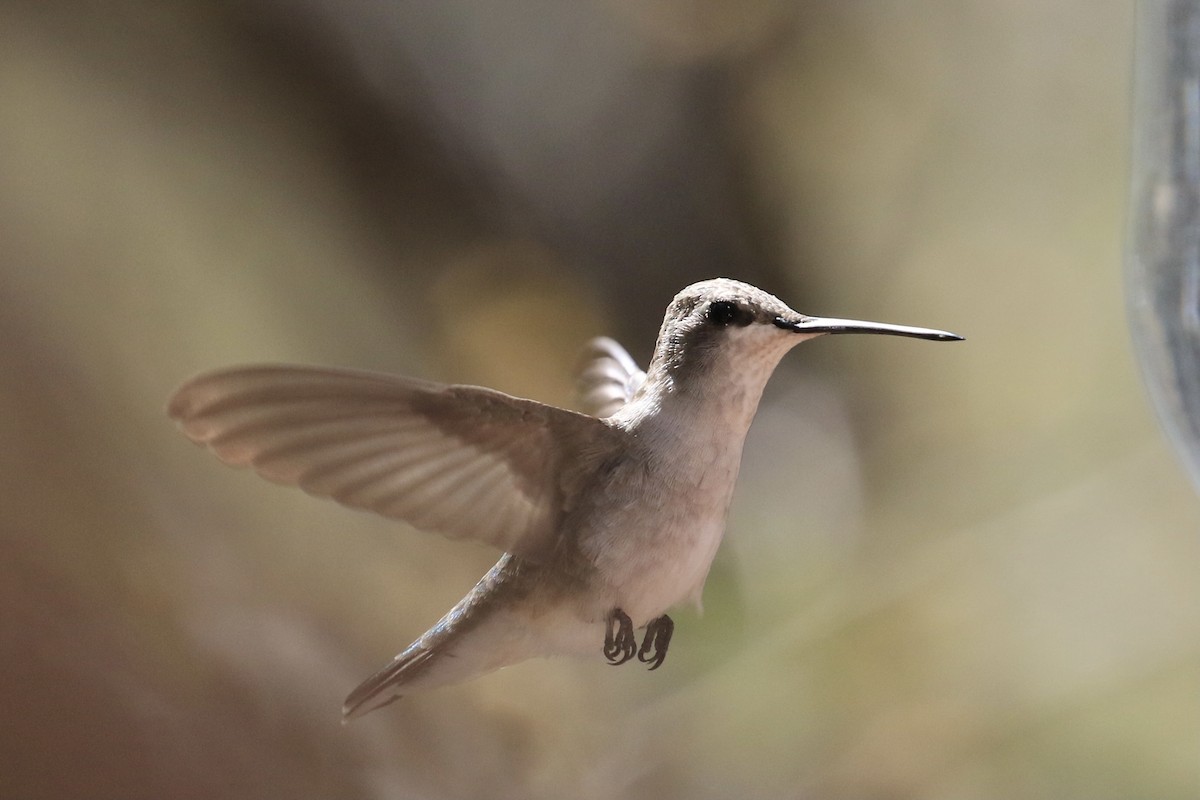 Black-chinned Hummingbird - Michele Swartout
