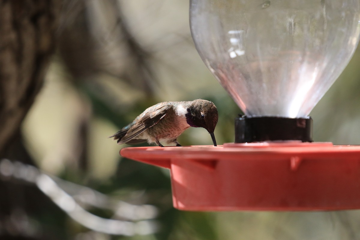 Black-chinned Hummingbird - ML618491805