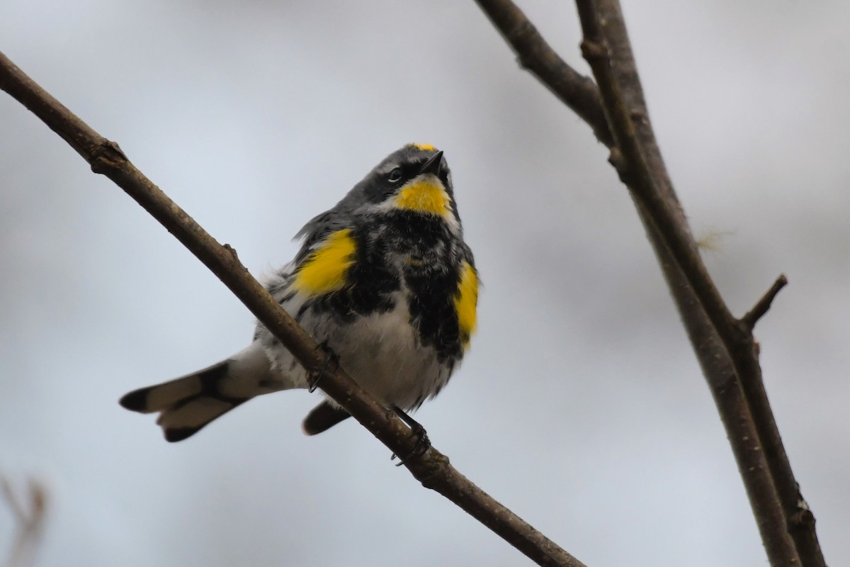 Yellow-rumped Warbler (Myrtle x Audubon's) - ML618491834