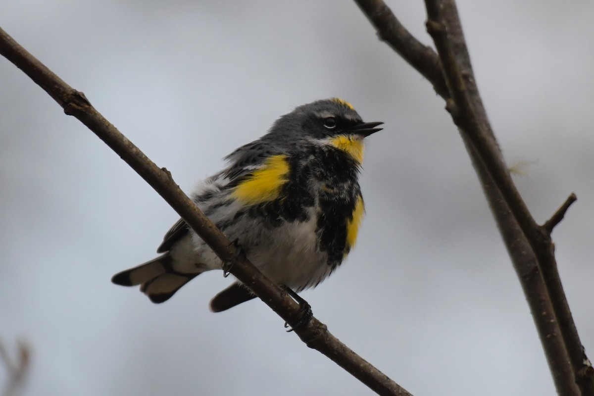 Yellow-rumped Warbler (Myrtle x Audubon's) - ML618491835
