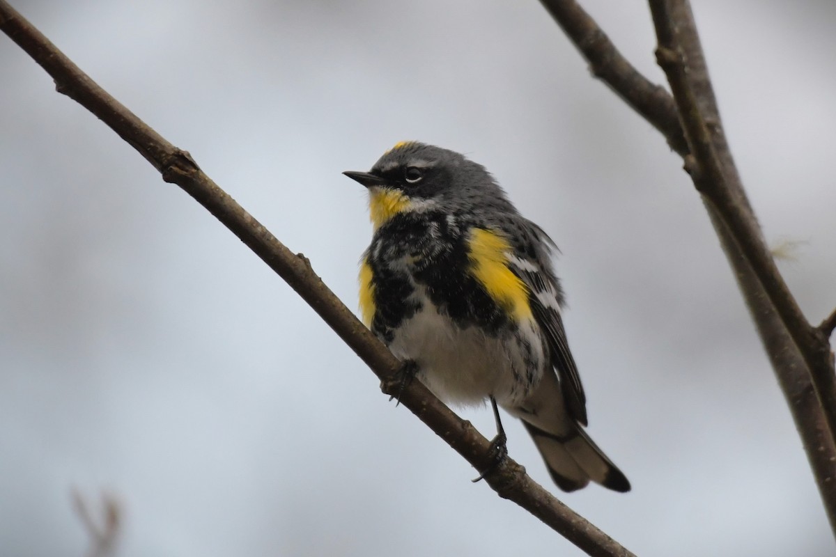 Yellow-rumped Warbler (Myrtle x Audubon's) - ML618491836