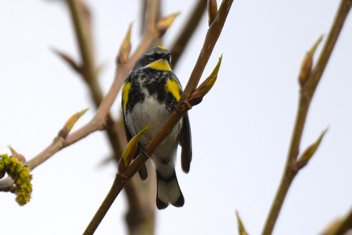 Yellow-rumped Warbler (Myrtle x Audubon's) - ML618491837