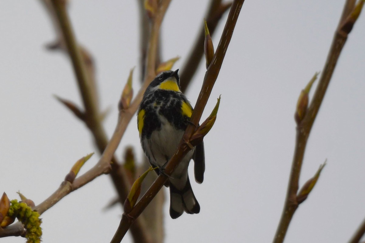 Yellow-rumped Warbler (Myrtle x Audubon's) - ML618491838