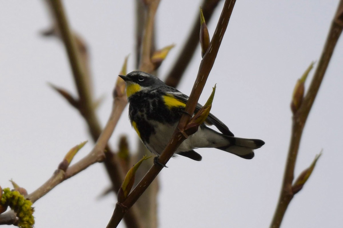 Yellow-rumped Warbler (Myrtle x Audubon's) - ML618491839