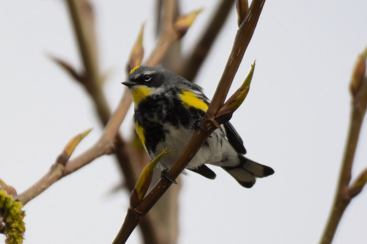 Yellow-rumped Warbler (Myrtle x Audubon's) - ML618491840