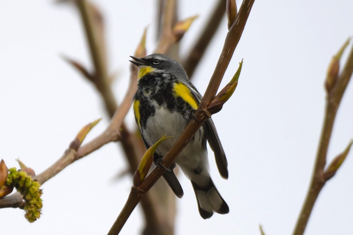 Yellow-rumped Warbler (Myrtle x Audubon's) - ML618491841