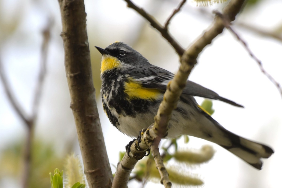 Yellow-rumped Warbler (Myrtle x Audubon's) - Kelly Kirkpatrick