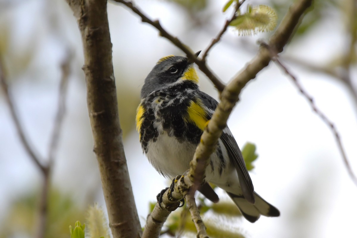 Yellow-rumped Warbler (Myrtle x Audubon's) - ML618491844