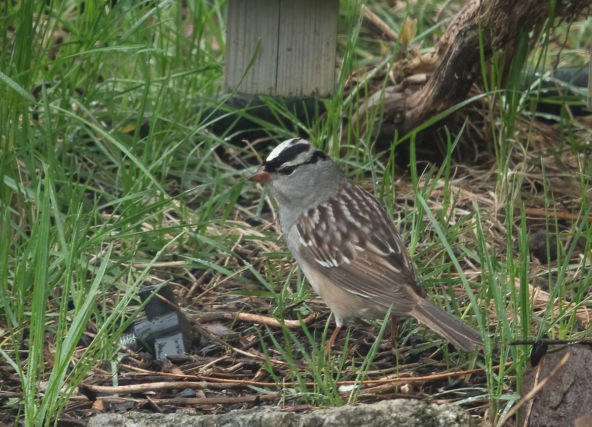 White-crowned Sparrow - ML618491863