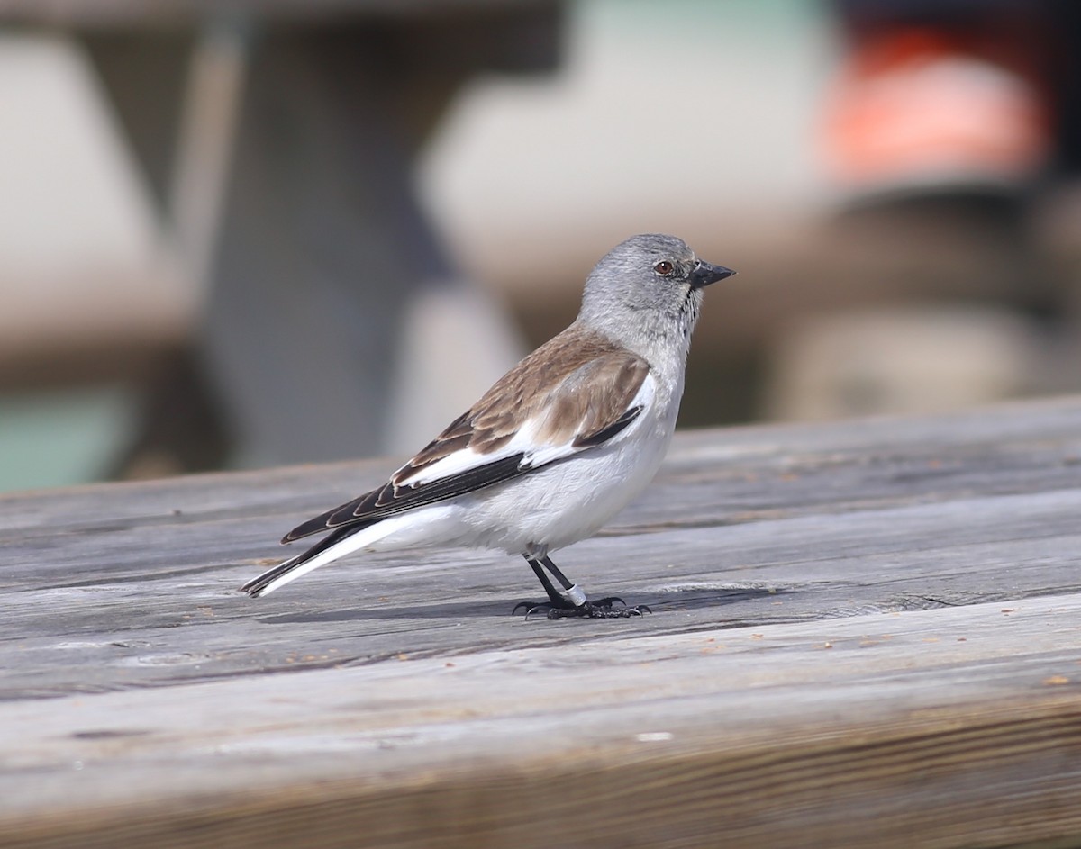 White-winged Snowfinch - ML618491878