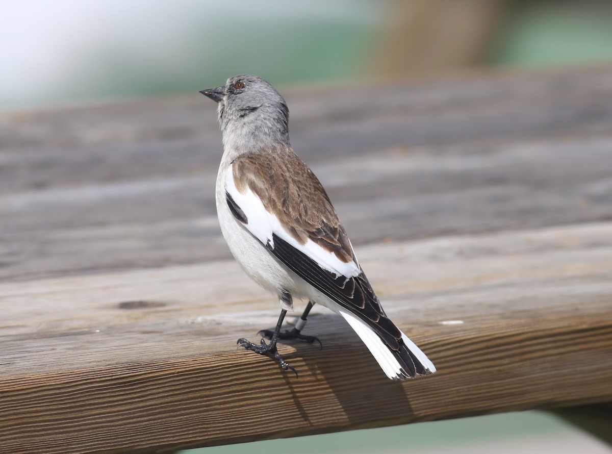 White-winged Snowfinch - ML618491879