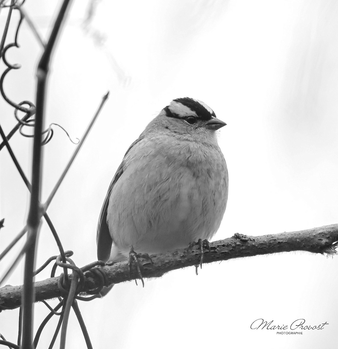 White-crowned Sparrow - ML618491884