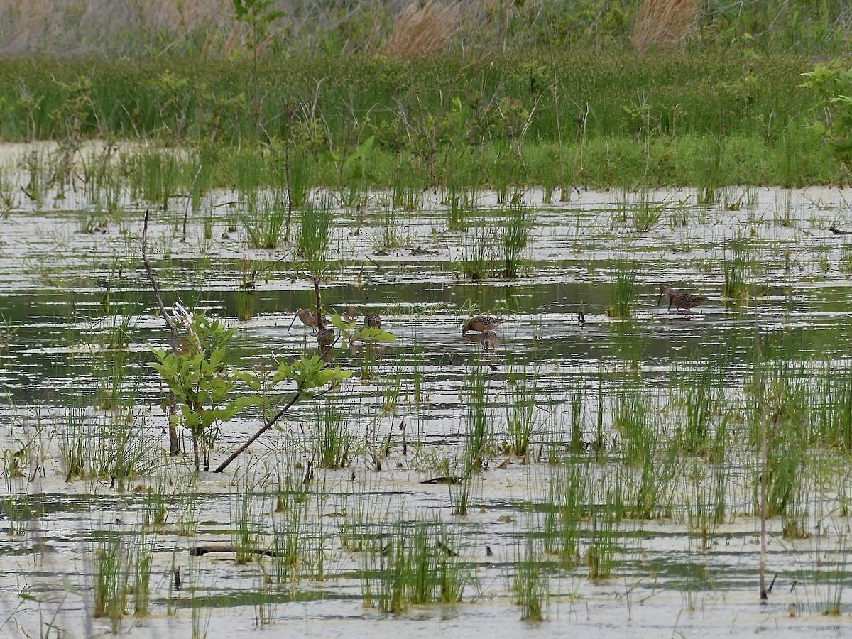 Long-billed Dowitcher - ML618491895