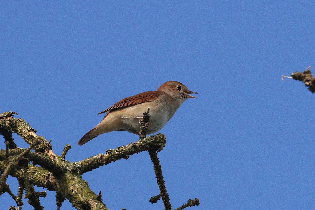 Common Nightingale - ML618491928