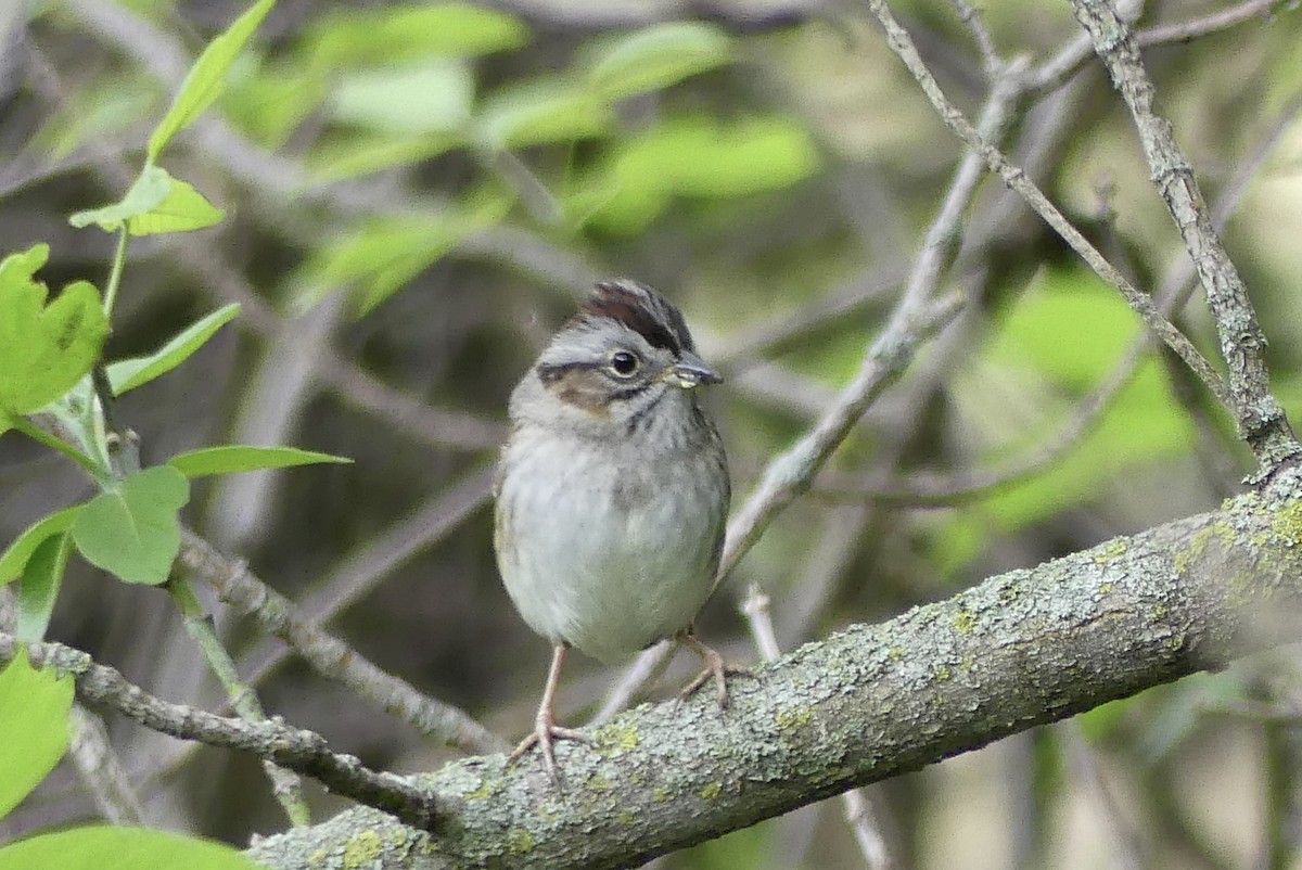 Swamp Sparrow - ML618491937