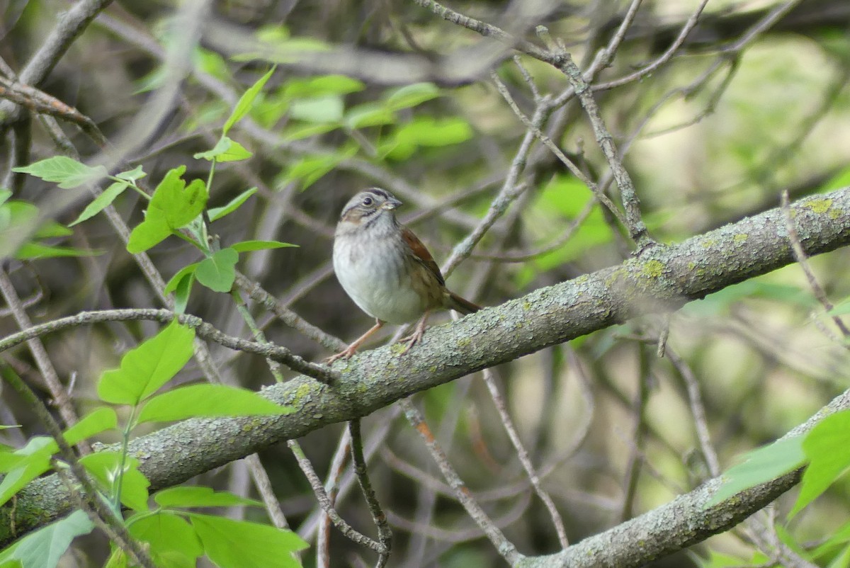 Swamp Sparrow - ML618491938