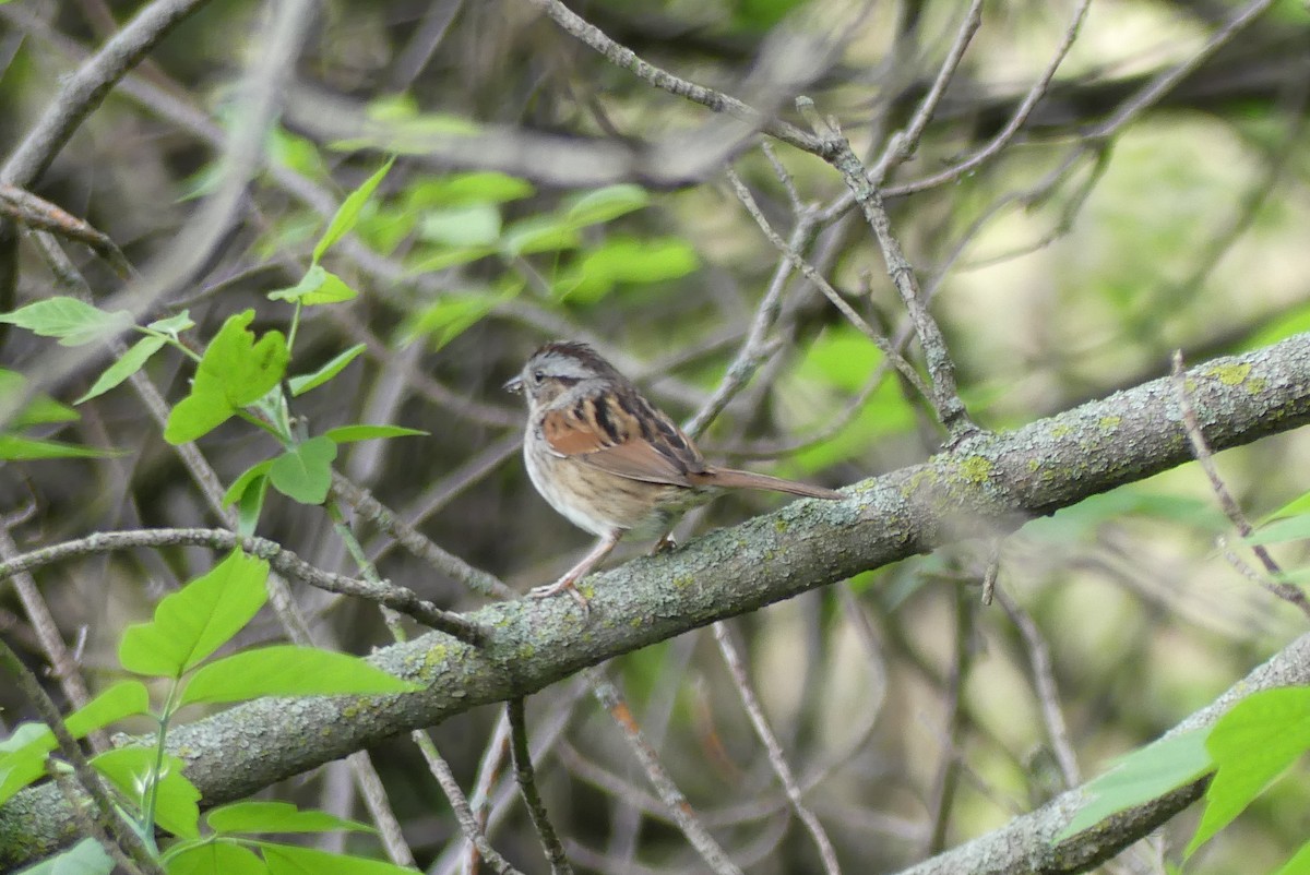 Swamp Sparrow - ML618491939